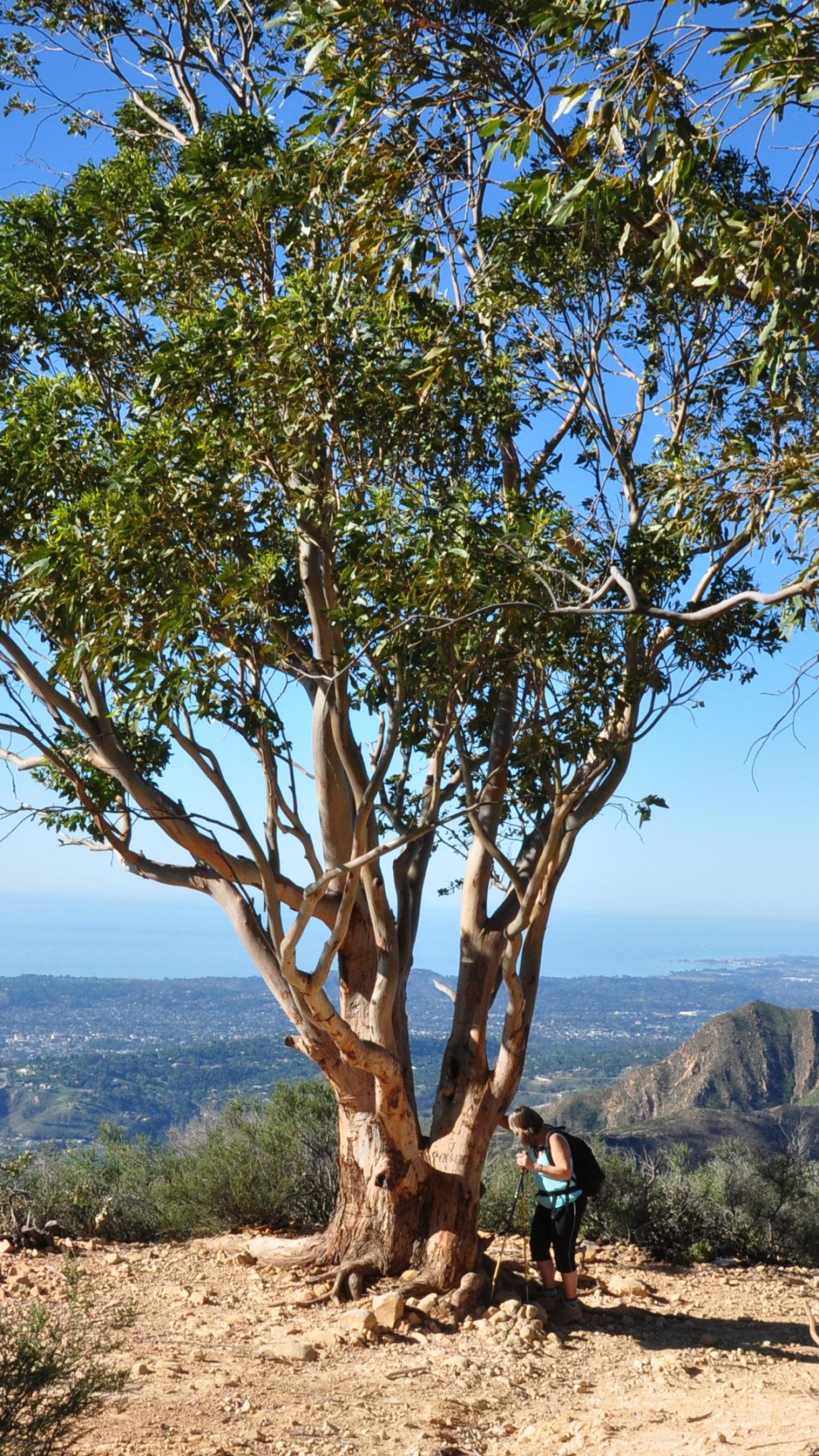Обои дерево, растительность, древесные растения, дикая местность, растение в разрешении 1080x1920