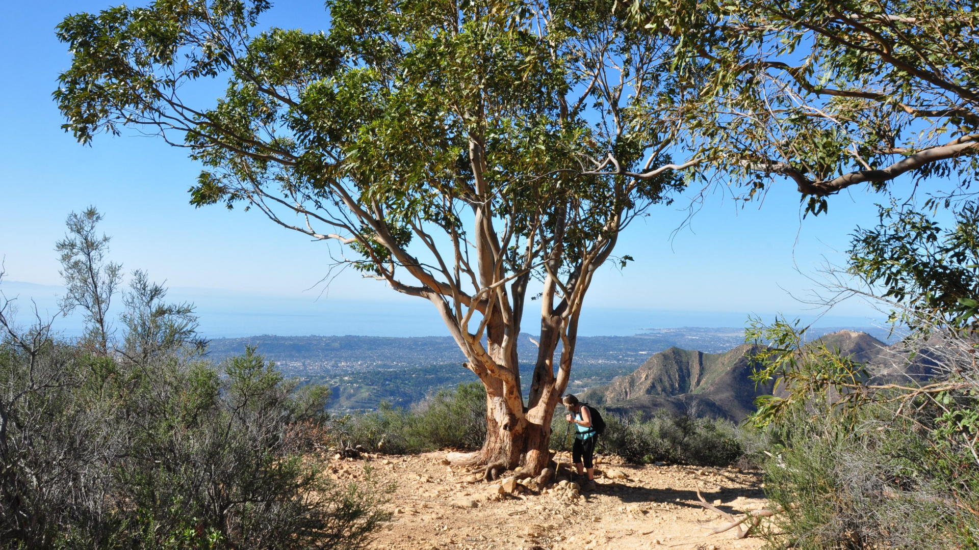 Обои дерево, растительность, древесные растения, дикая местность, растение в разрешении 1920x1080