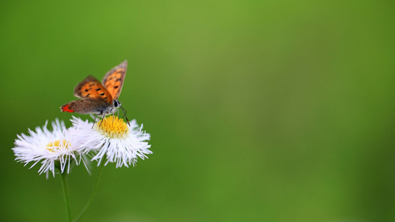 Обои насекомое, цветок, бабочка, мотыльки и бабочки, беспозвоночных в разрешении 1280x720