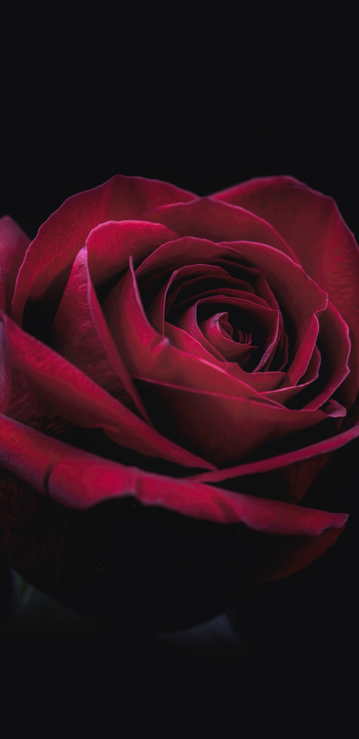 Обои сад роз, гибридная чайная роза, Цветок 8К, черная роза, красный цвет в разрешении 1440x2960