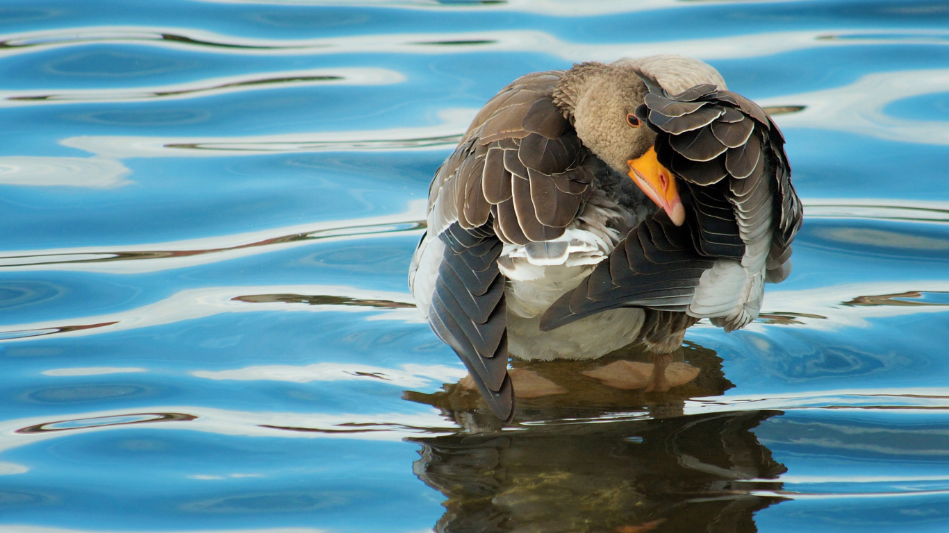 Обои утка, водоплавающие птицы, клюв, вода, отражение в разрешении 1366x768