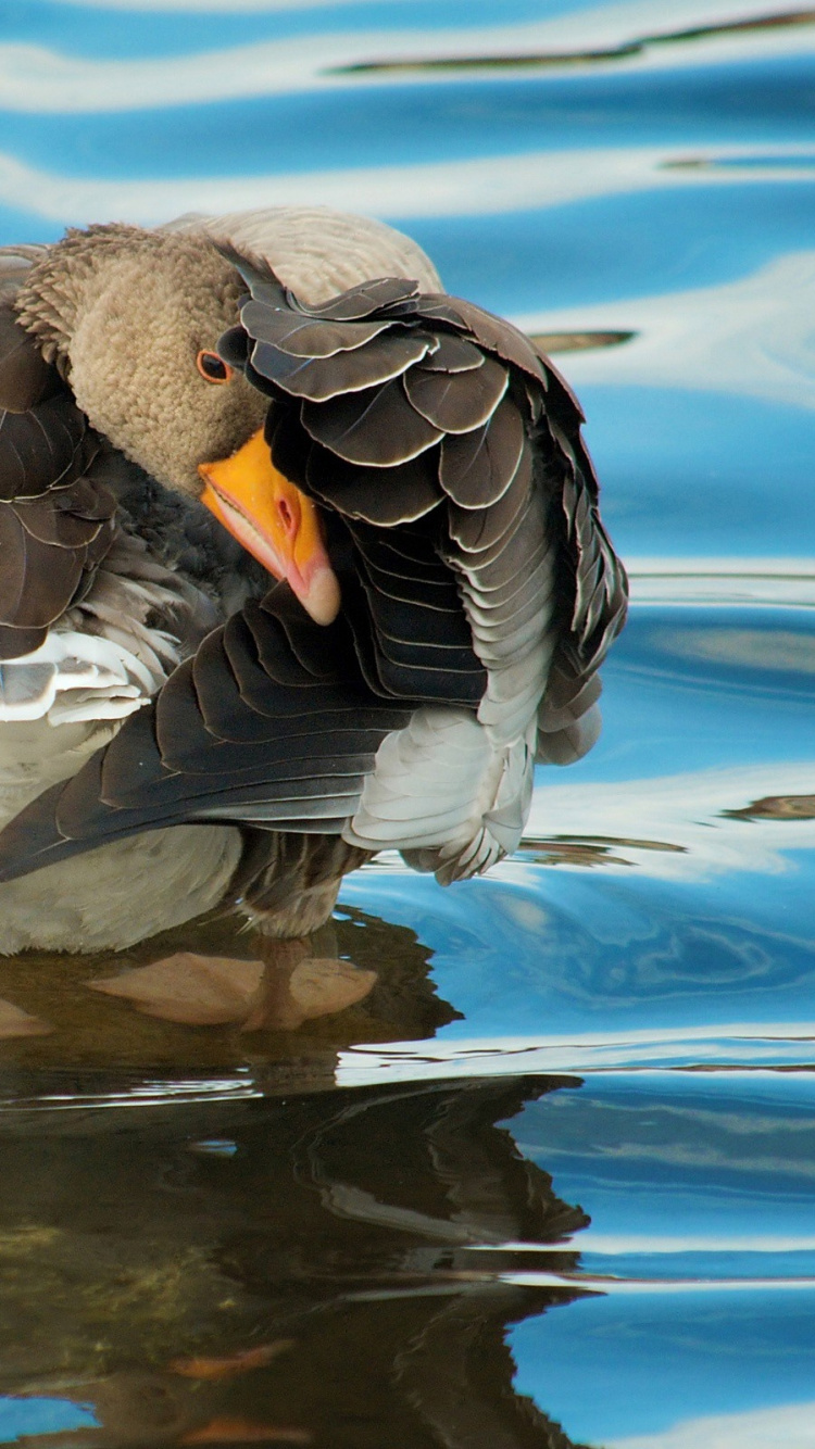 Обои утка, водоплавающие птицы, клюв, вода, отражение в разрешении 750x1334