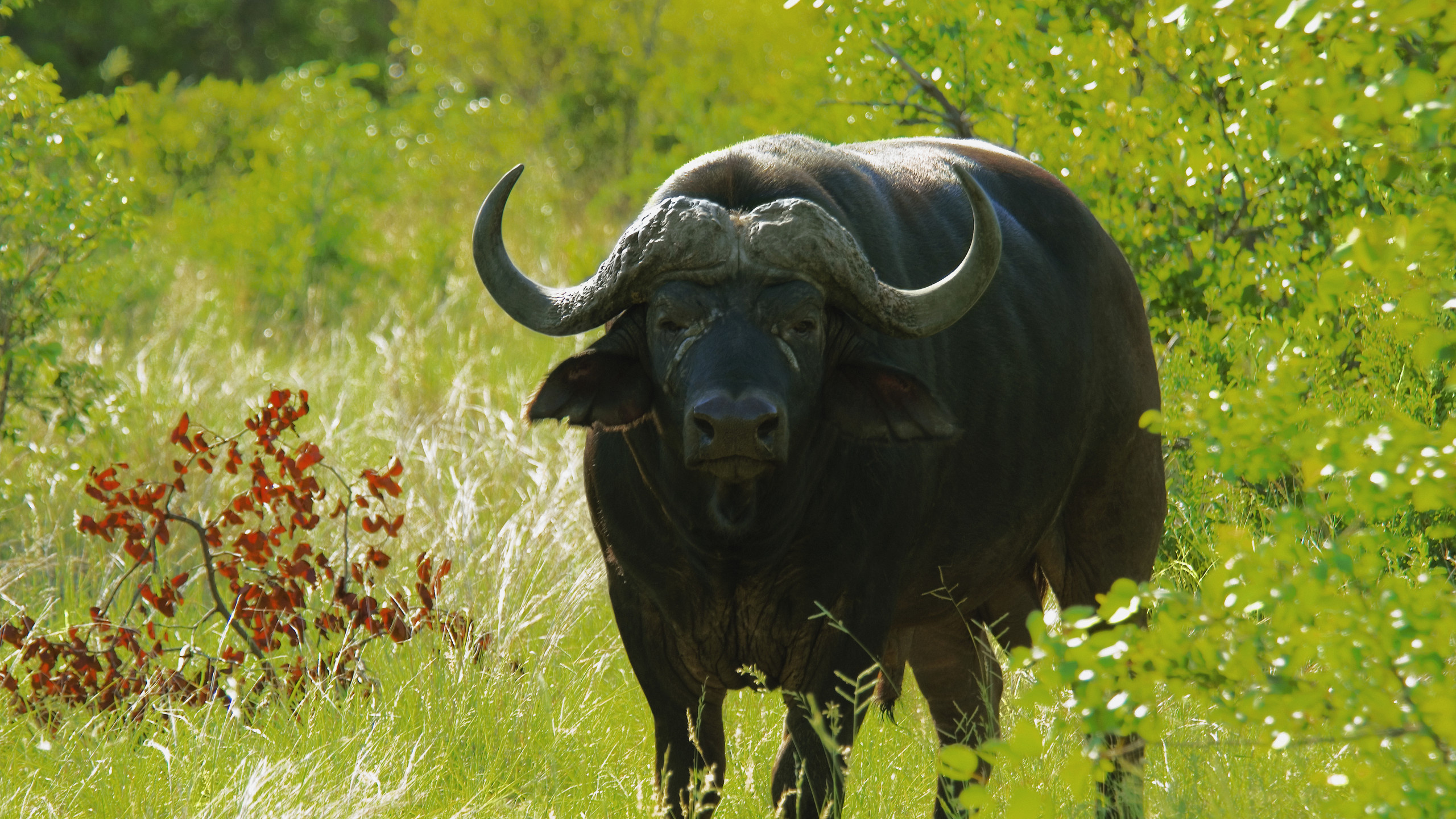 Обои африканский буйвол, живая природа, водяного буйвола, наземные животные, рог в разрешении 2560x1440