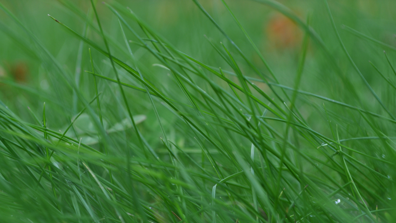 Обои растительность, растение, семейство травы, лужайка, пастбища в разрешении 1280x720