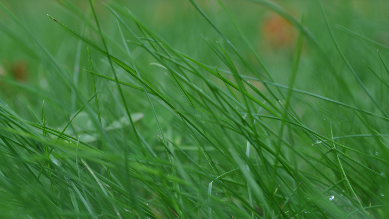 Обои растительность, растение, семейство травы, лужайка, пастбища в разрешении 1366x768