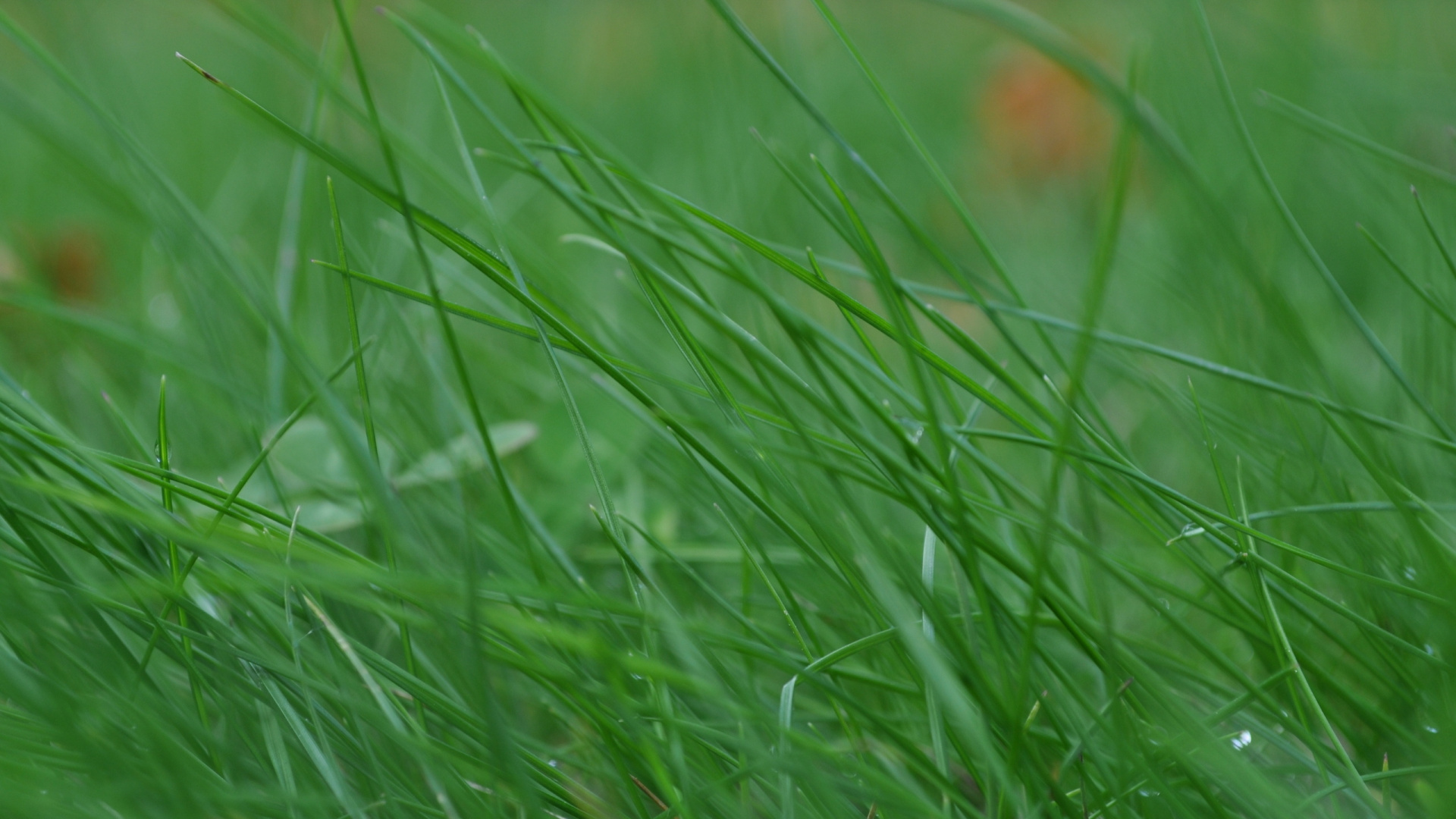 Обои растительность, растение, семейство травы, лужайка, пастбища в разрешении 1920x1080