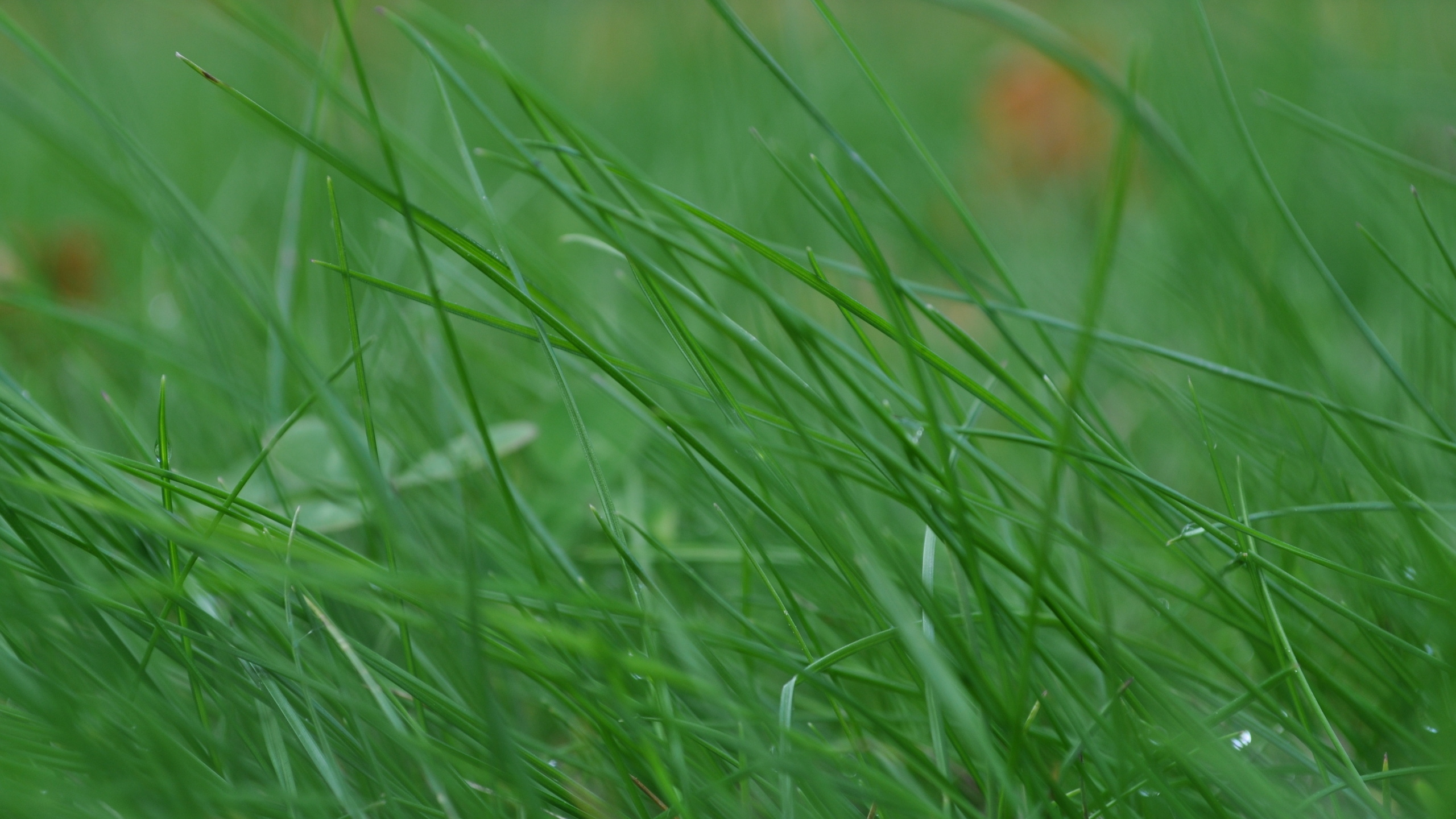 Обои растительность, растение, семейство травы, лужайка, пастбища в разрешении 2560x1440