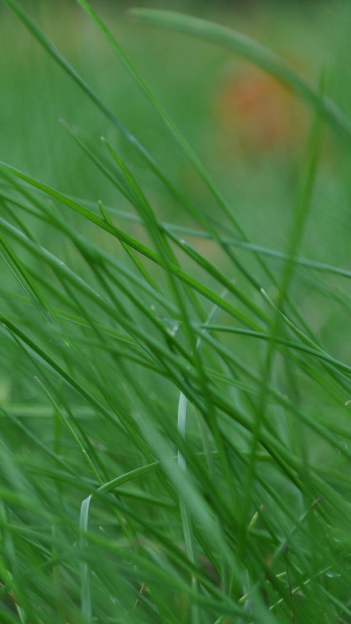 Обои растительность, растение, семейство травы, лужайка, пастбища в разрешении 720x1280