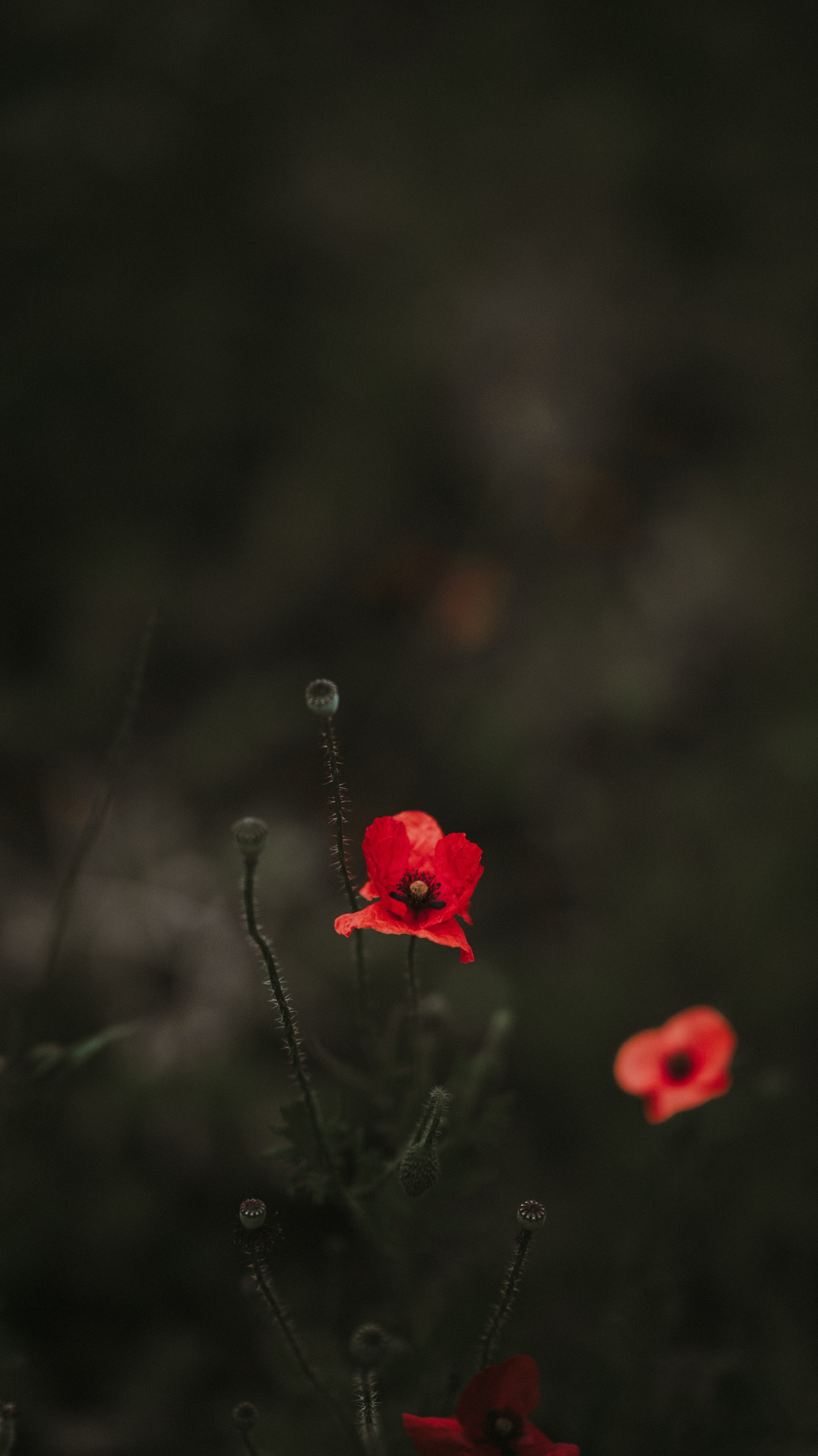 Обои рассада, цветок, красный цвет, лепесток, растение в разрешении 1440x2560