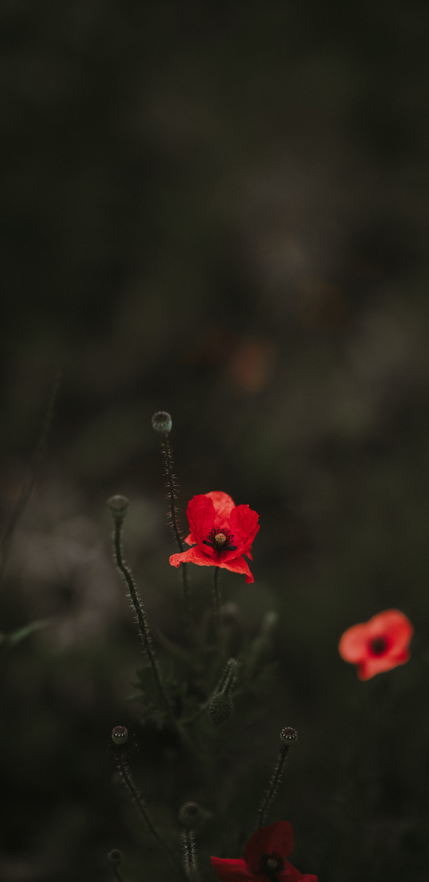 Обои рассада, цветок, красный цвет, лепесток, растение в разрешении 1440x2960