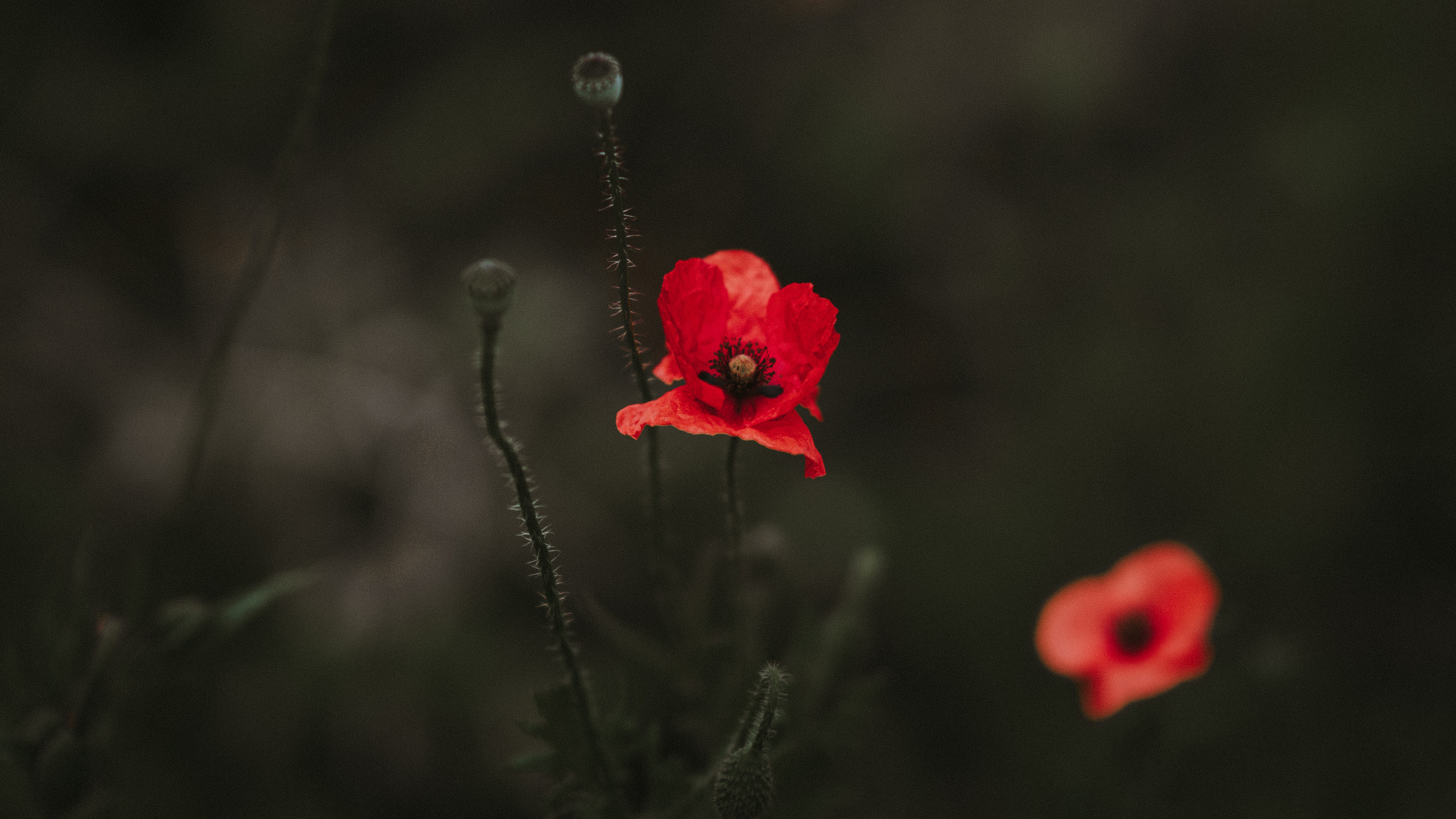 Обои рассада, цветок, красный цвет, лепесток, растение в разрешении 2560x1440