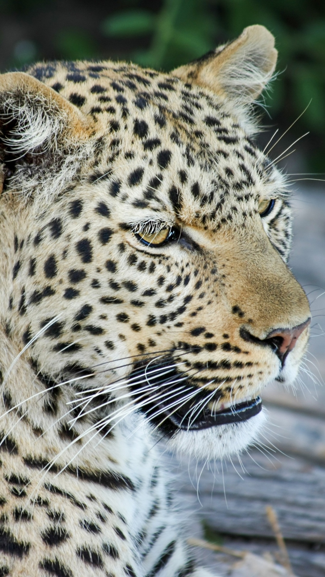 Обои Леопард, Дикая кошка, тигр, Ягуар, африканский слон Буша в разрешении 1080x1920