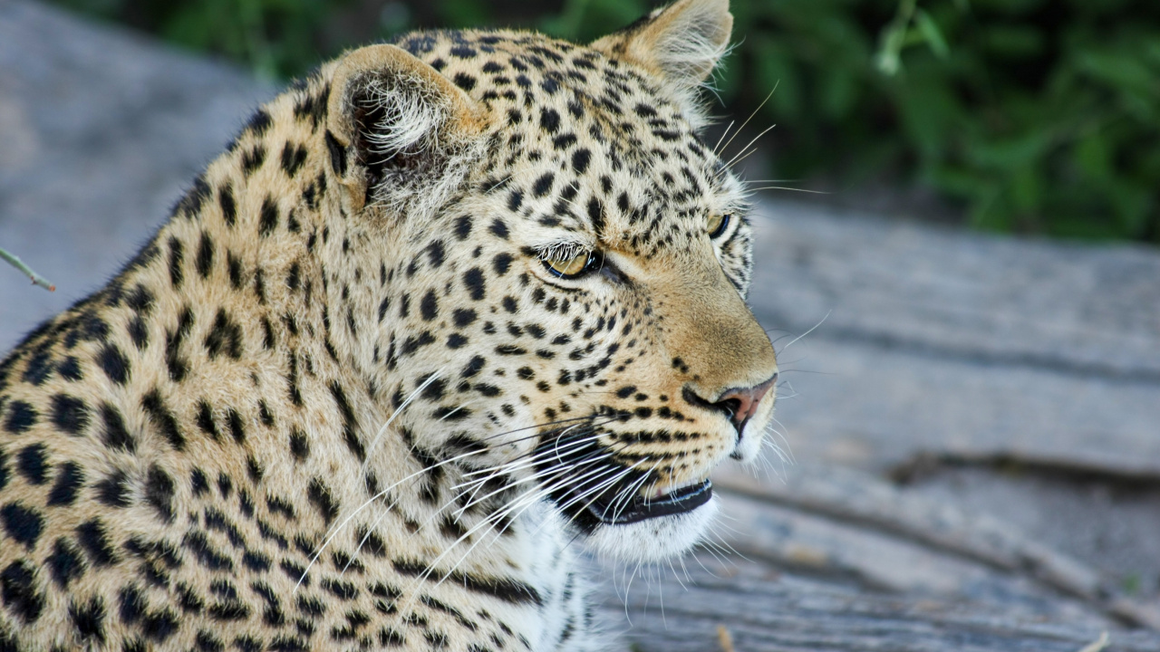 Обои Леопард, Дикая кошка, тигр, Ягуар, африканский слон Буша в разрешении 1280x720