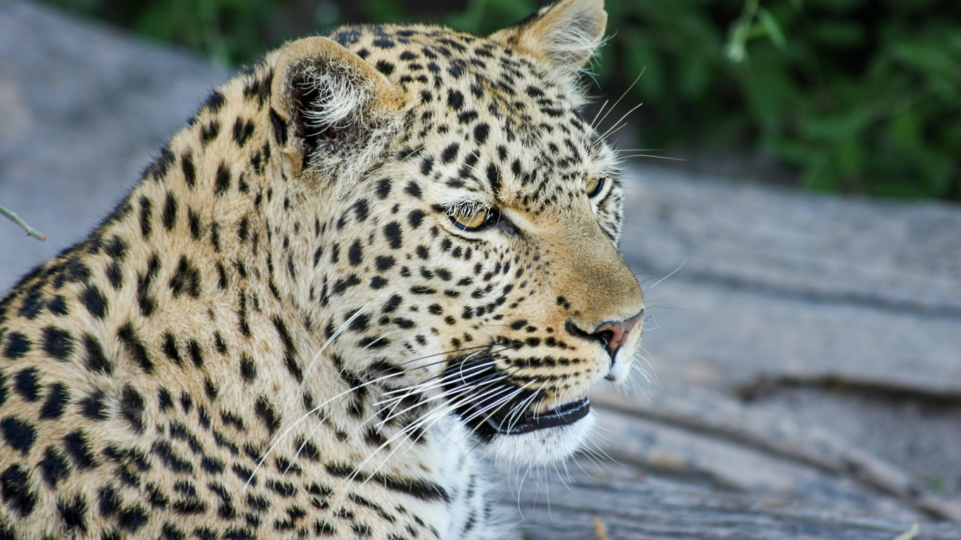 Обои Леопард, Дикая кошка, тигр, Ягуар, африканский слон Буша в разрешении 1366x768