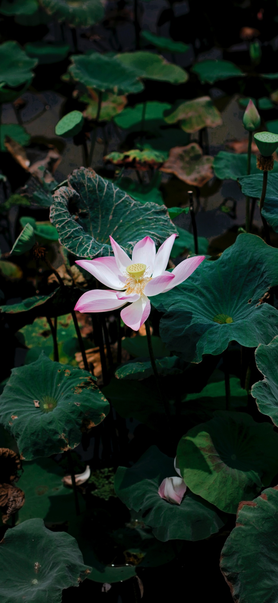 Обои цветок, лепесток, цветковое растение, растение, водное растение в разрешении 1125x2436