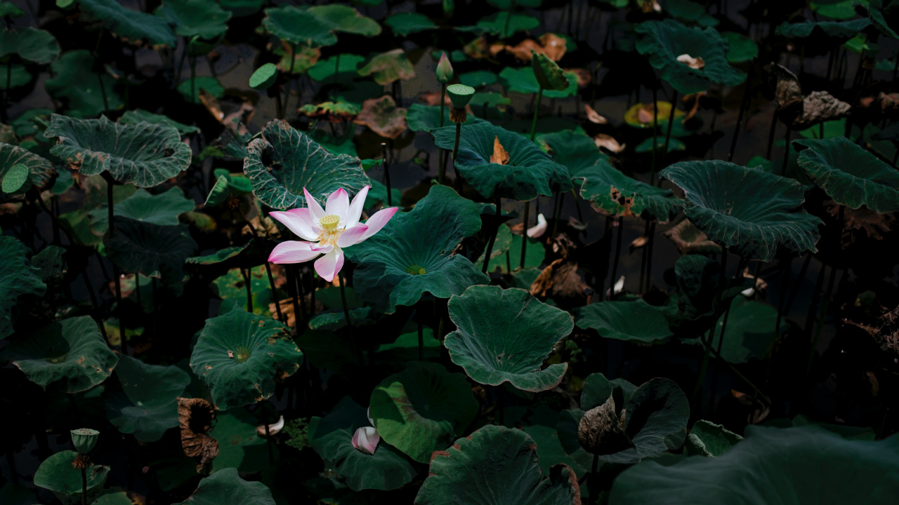 Обои цветок, лепесток, цветковое растение, растение, водное растение в разрешении 1280x720
