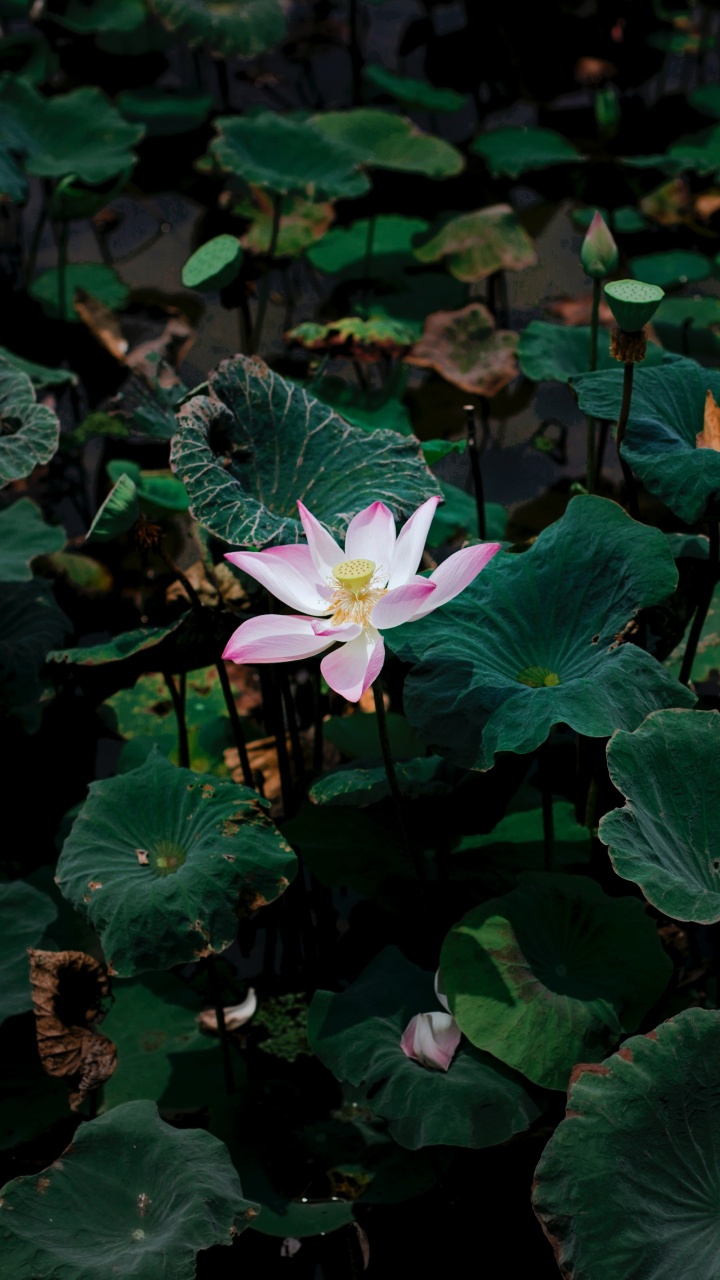 Обои цветок, лепесток, цветковое растение, растение, водное растение в разрешении 720x1280