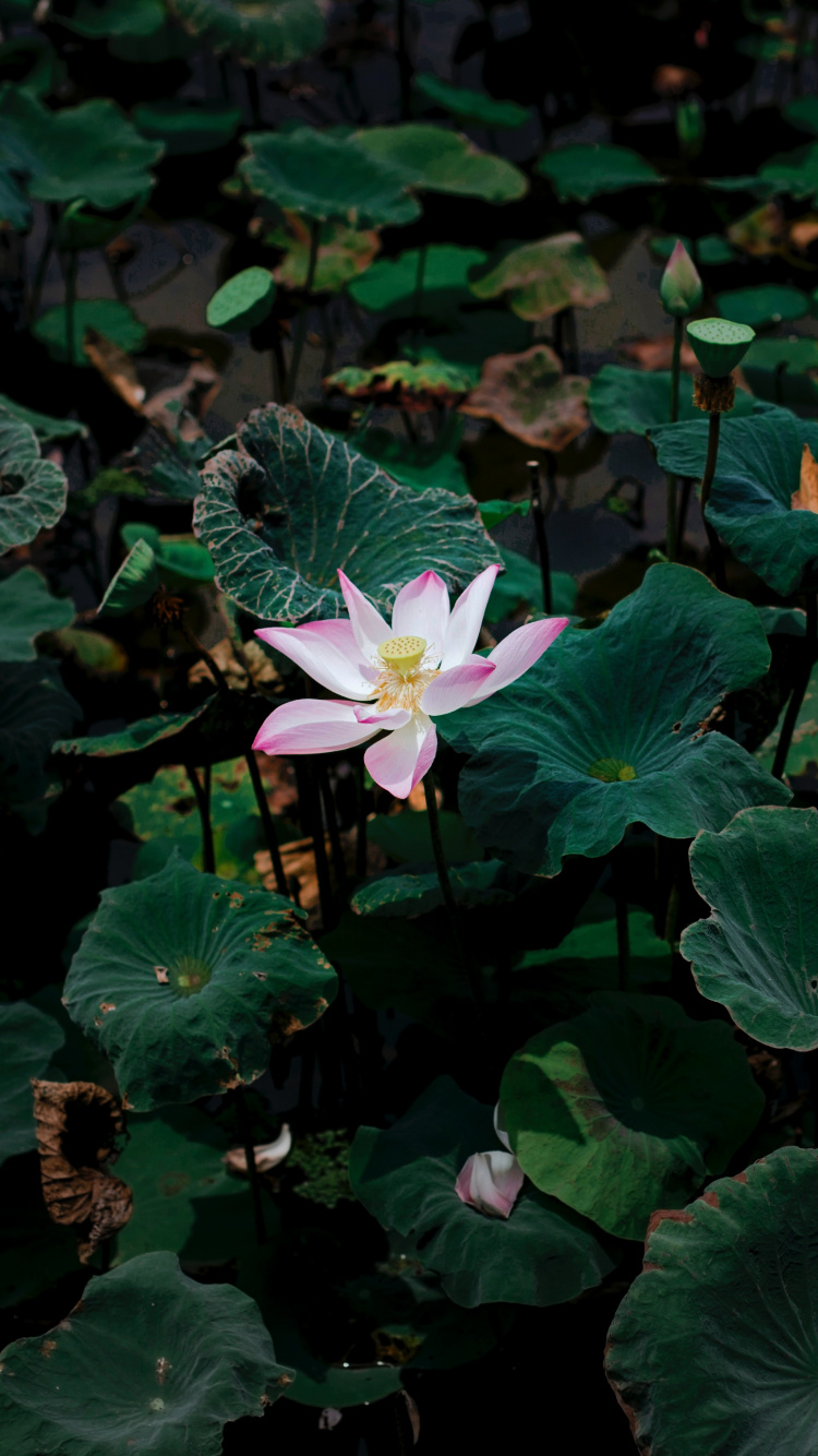 Обои цветок, лепесток, цветковое растение, растение, водное растение в разрешении 750x1334