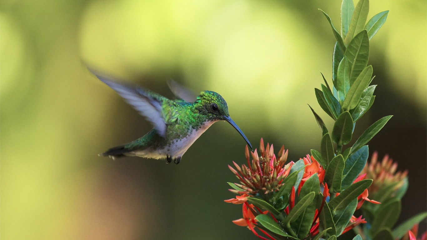 Обои птица, Колибри, клюв, опылитель, крыло в разрешении 1366x768