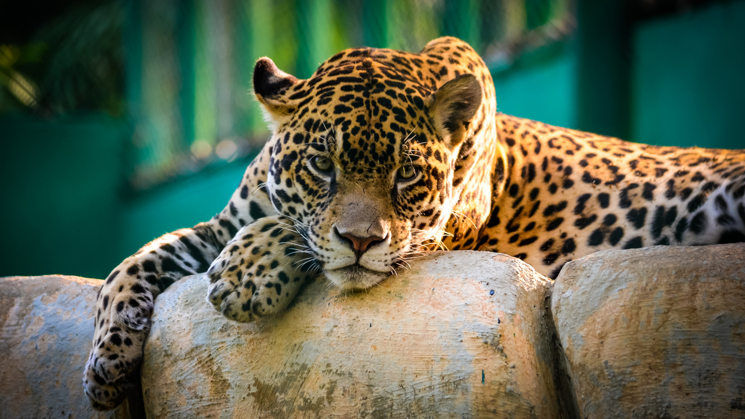 Обои Ягуар, наземные животные, живая природа, Леопард, Черная пантера в разрешении 2560x1440