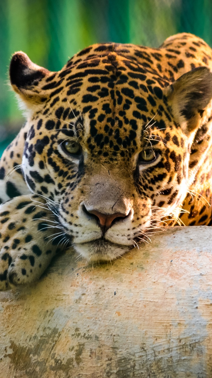 Обои Ягуар, наземные животные, живая природа, Леопард, Черная пантера в разрешении 720x1280