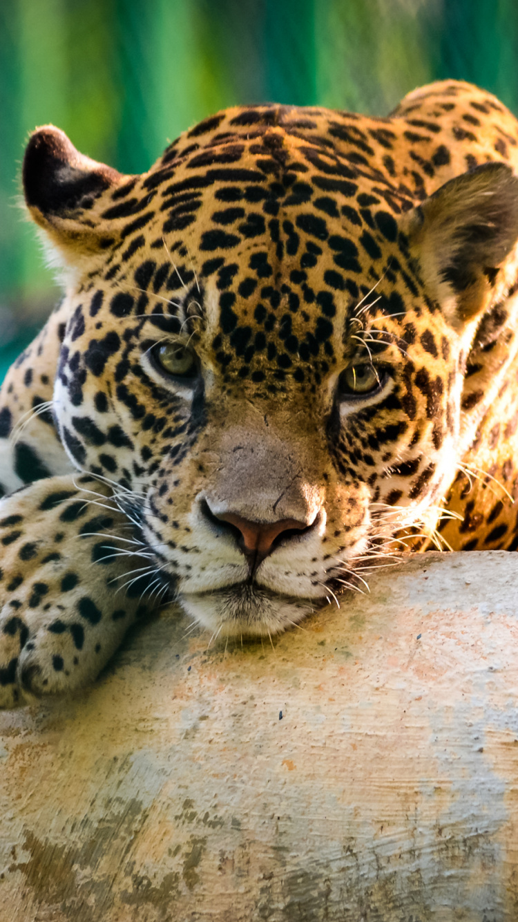 Обои Ягуар, наземные животные, живая природа, Леопард, Черная пантера в разрешении 750x1334