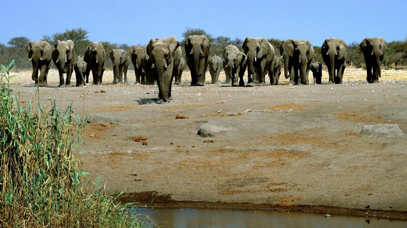 Обои африканский водопой, Слон, слоны и мамонты, живая природа, африканский слон в разрешении 1366x768