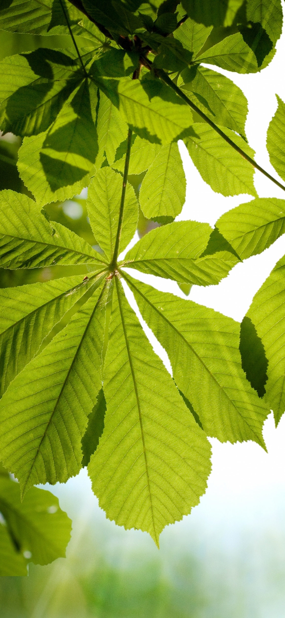 Обои зеленый, лист, растительность, дерево, солнечный свет в разрешении 1125x2436