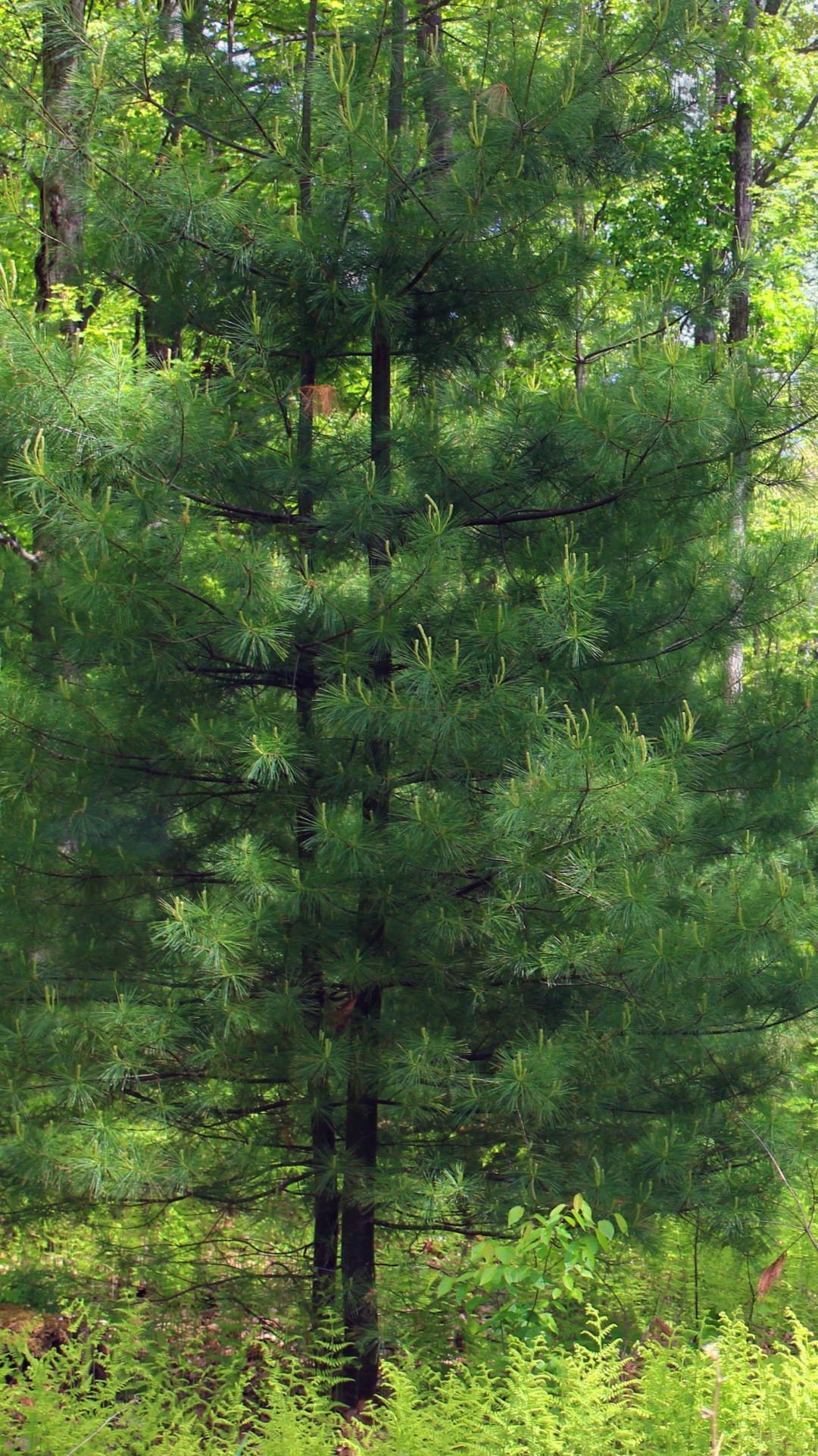 Обои растительность, лес, дерево, ель, природный заповедник в разрешении 1080x1920