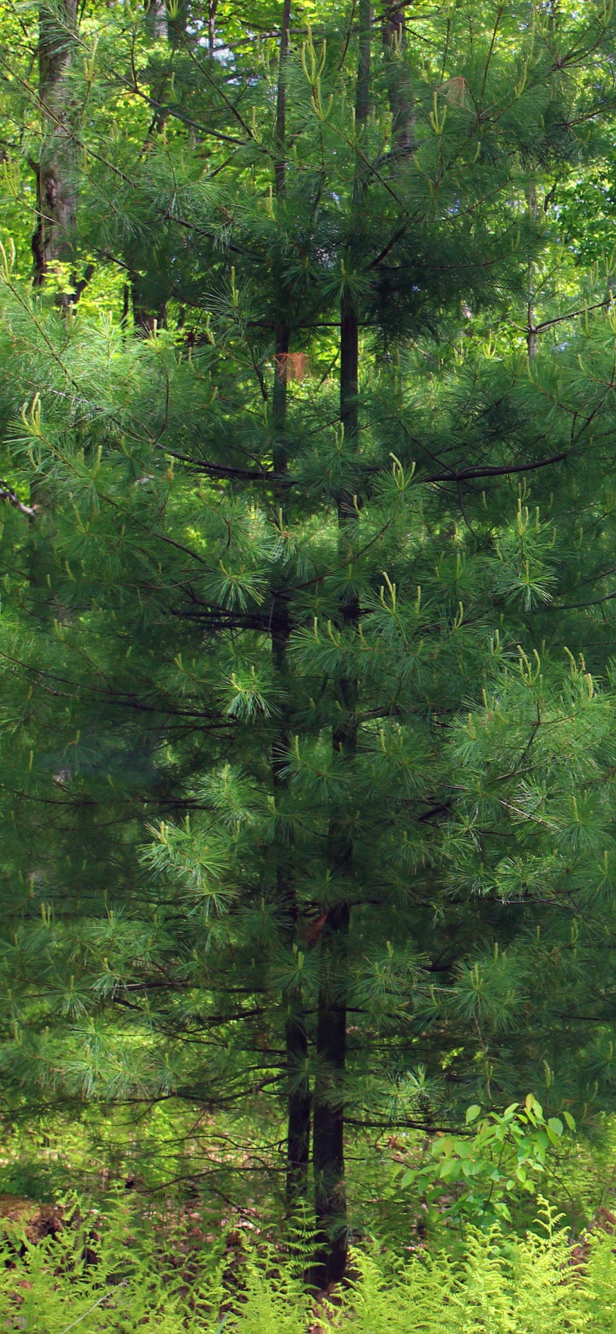 Обои растительность, лес, дерево, ель, природный заповедник в разрешении 1242x2688