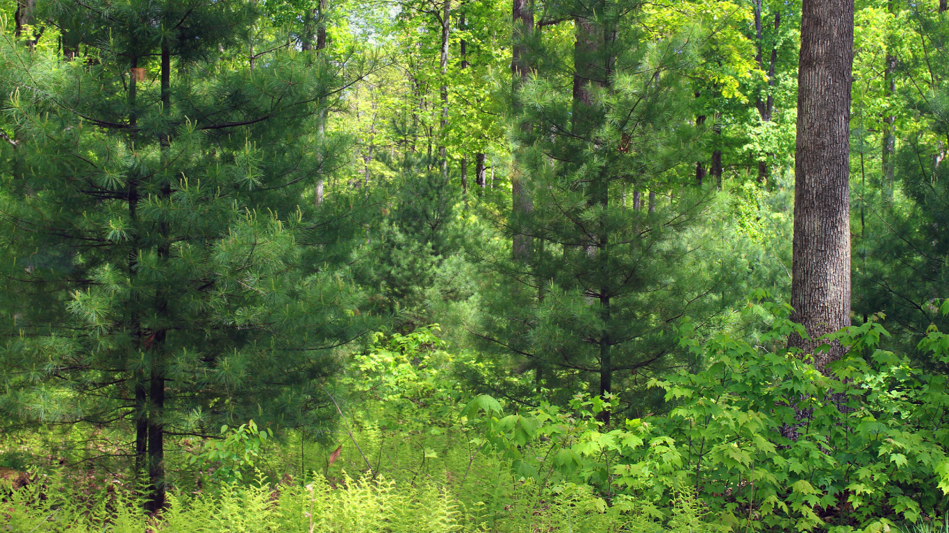 Обои растительность, лес, дерево, ель, природный заповедник в разрешении 1366x768