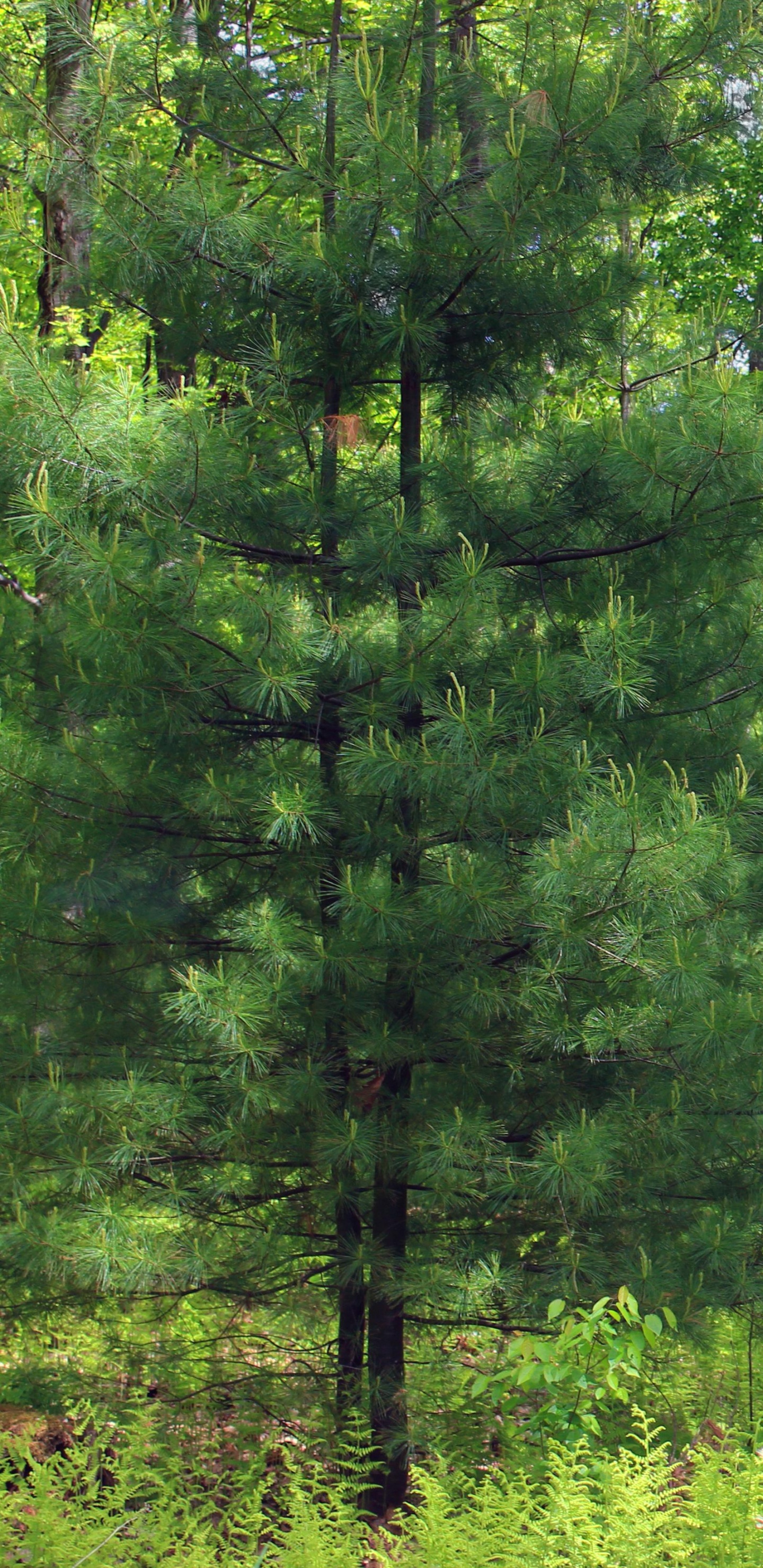 Обои растительность, лес, дерево, ель, природный заповедник в разрешении 1440x2960