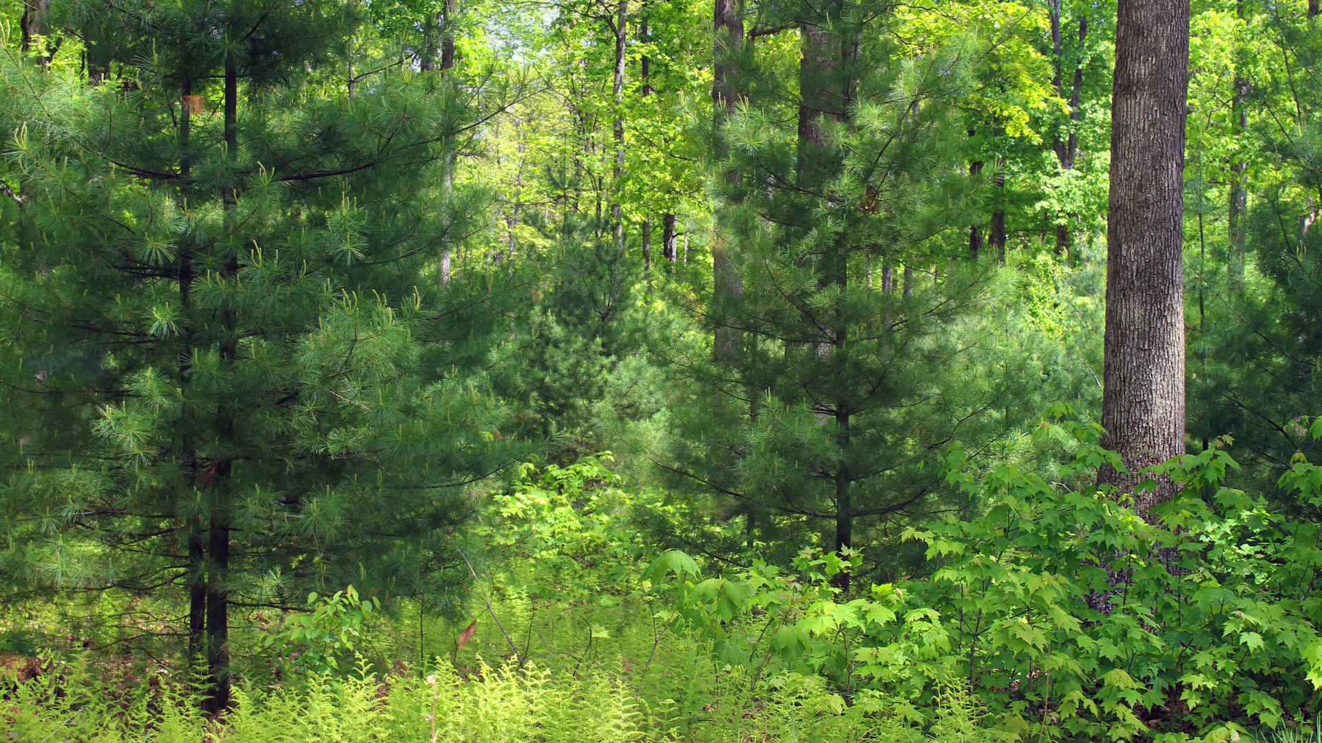 Обои растительность, лес, дерево, ель, природный заповедник в разрешении 1920x1080