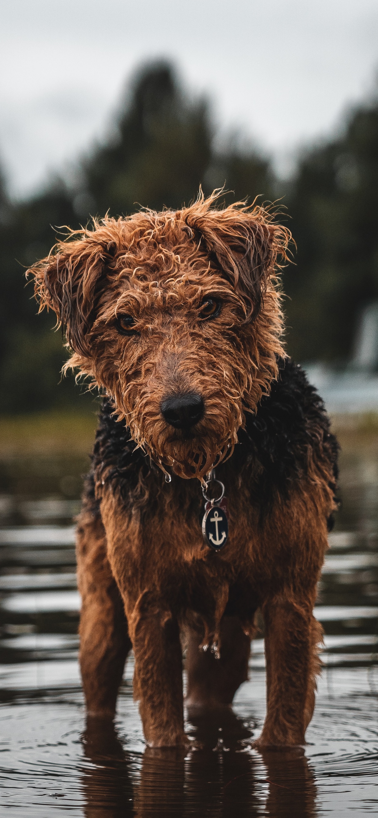 Обои пес, Псовые, собака породы, спортивные группы, испанская водяная собака в разрешении 1242x2688