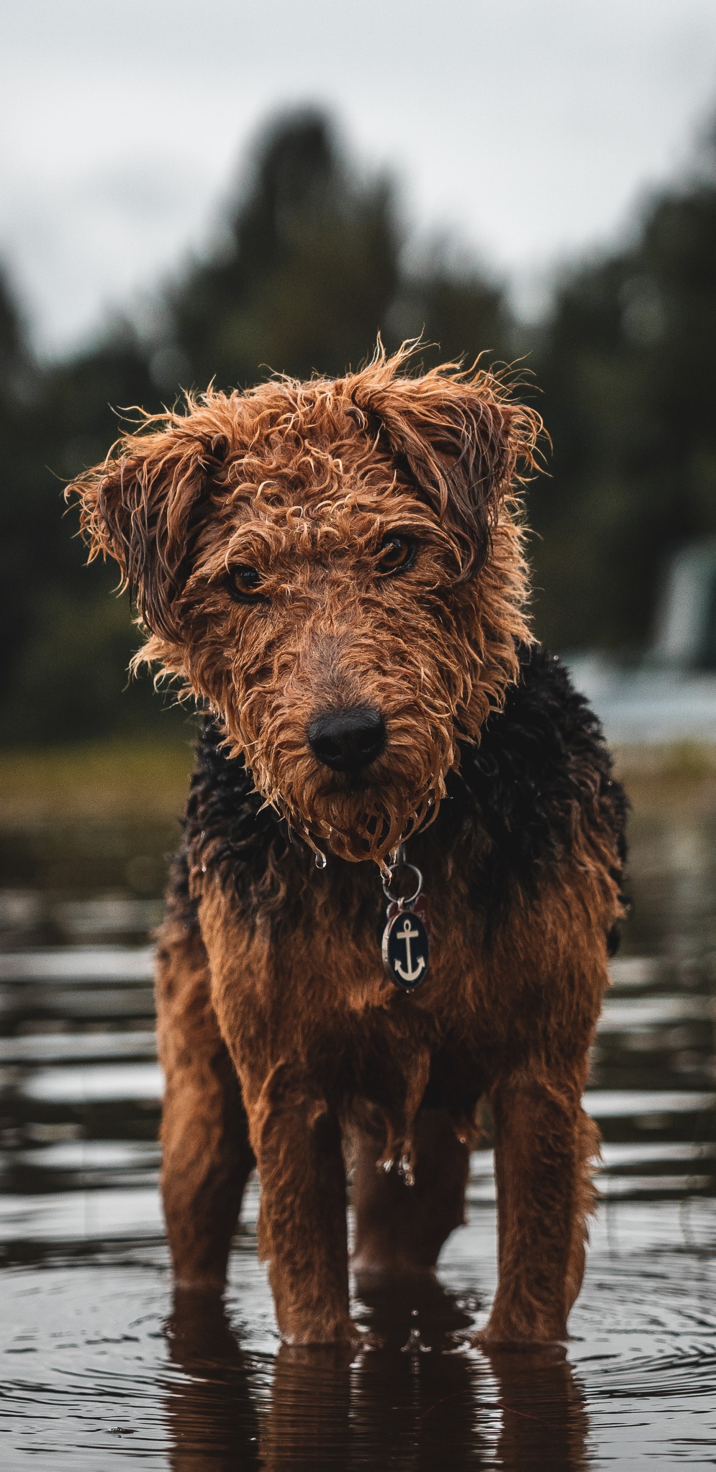 Обои пес, Псовые, собака породы, спортивные группы, испанская водяная собака в разрешении 1440x2960