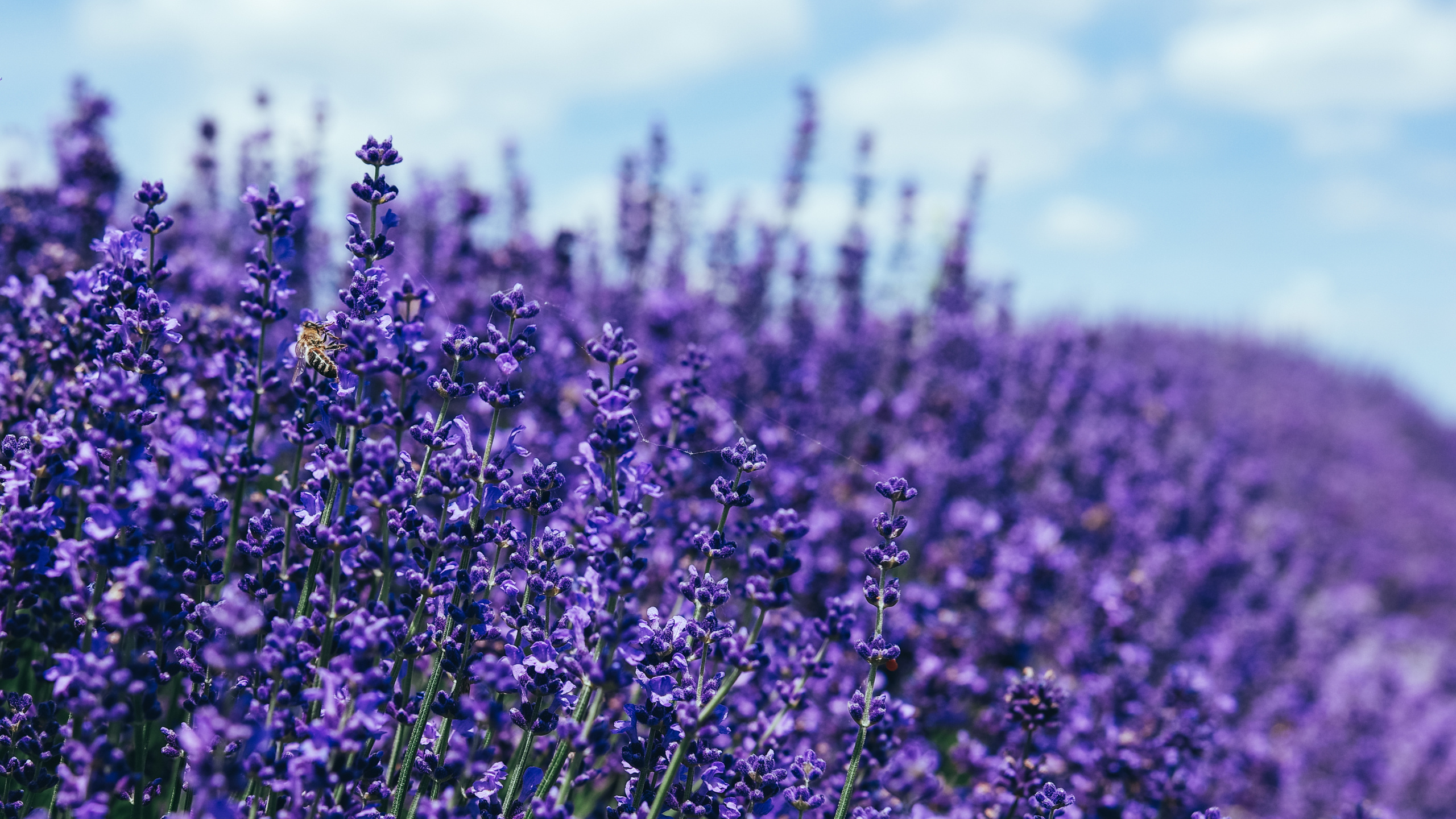 Обои цветок, растение, пурпур, облако, Фиолетовый в разрешении 2560x1440