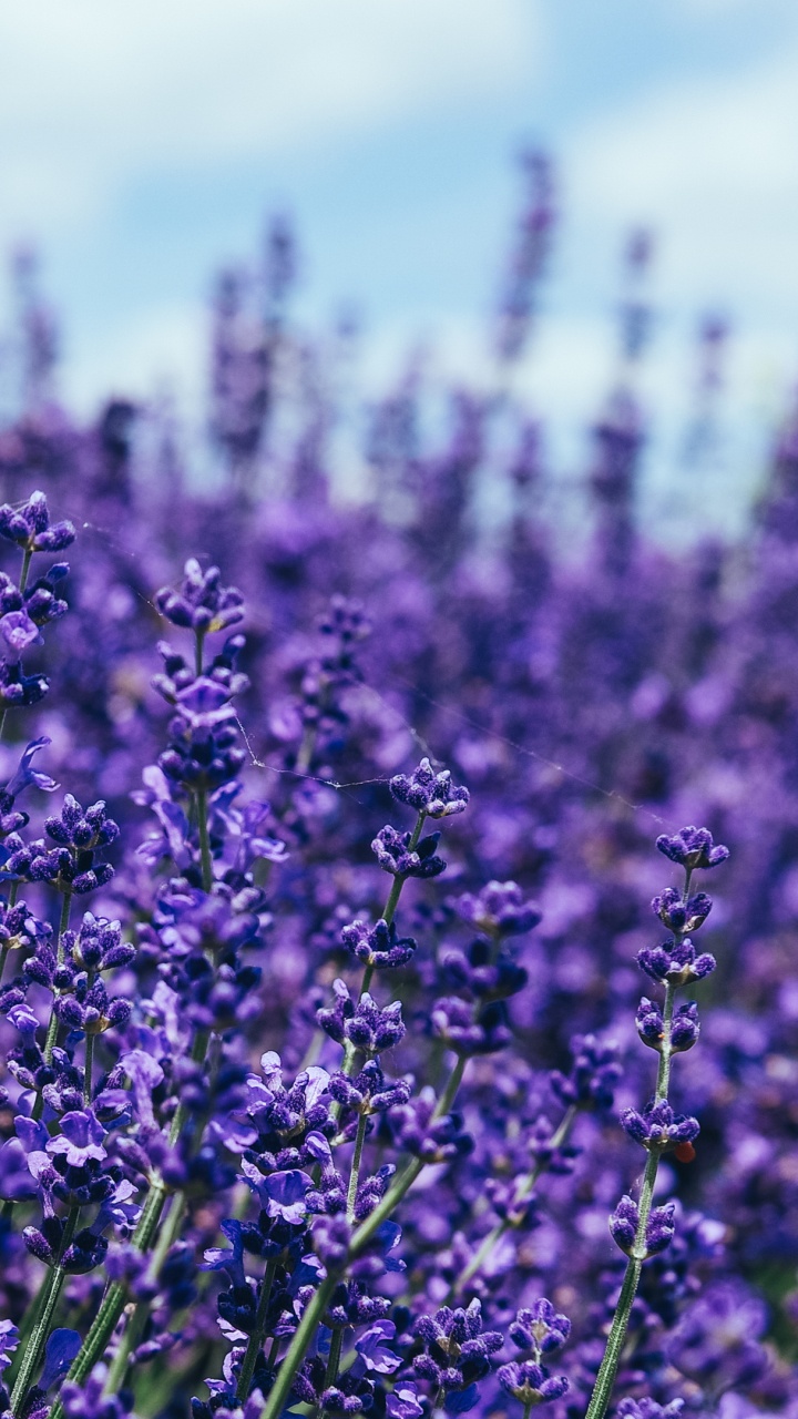 Обои цветок, растение, пурпур, облако, Фиолетовый в разрешении 720x1280