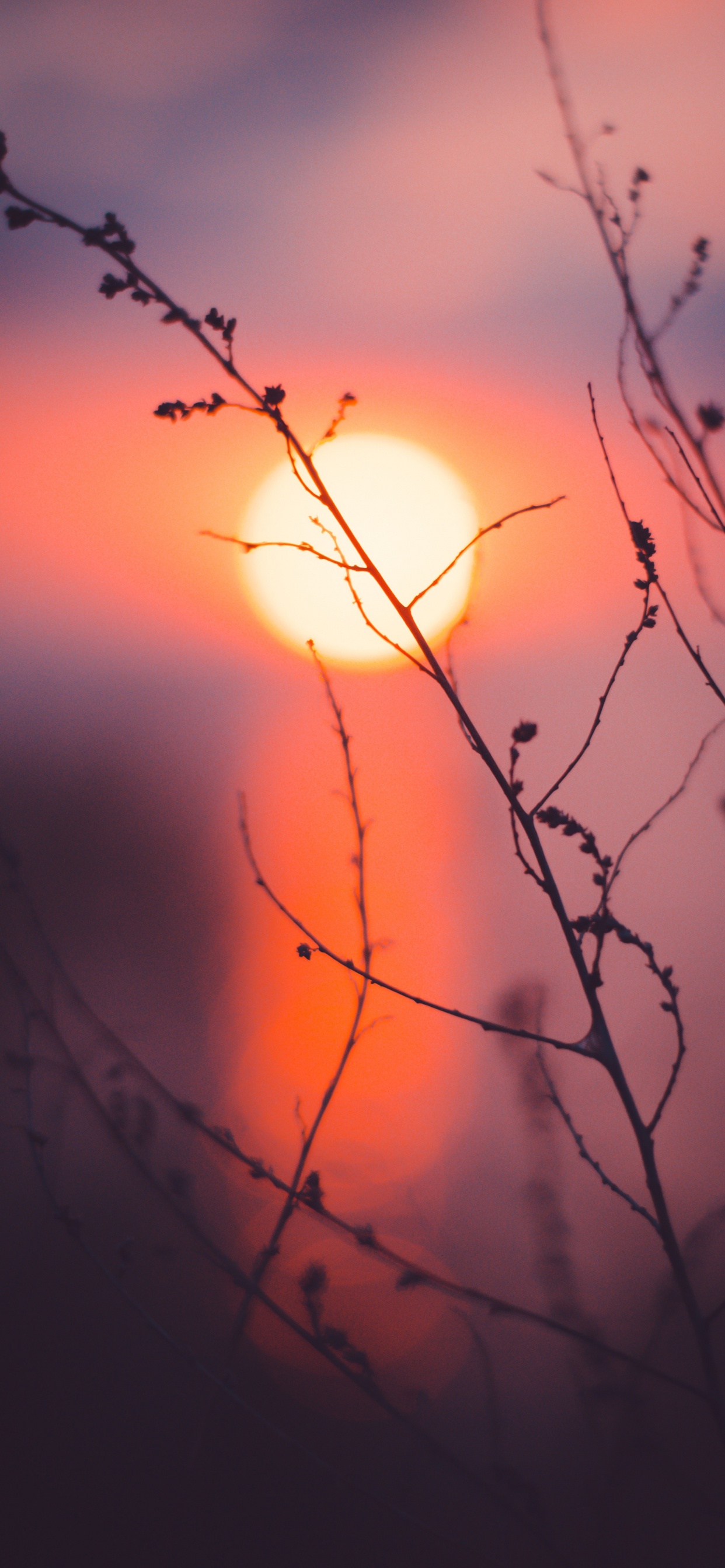 Обои ветвь, природа, красный цвет, закат, прут в разрешении 1242x2688