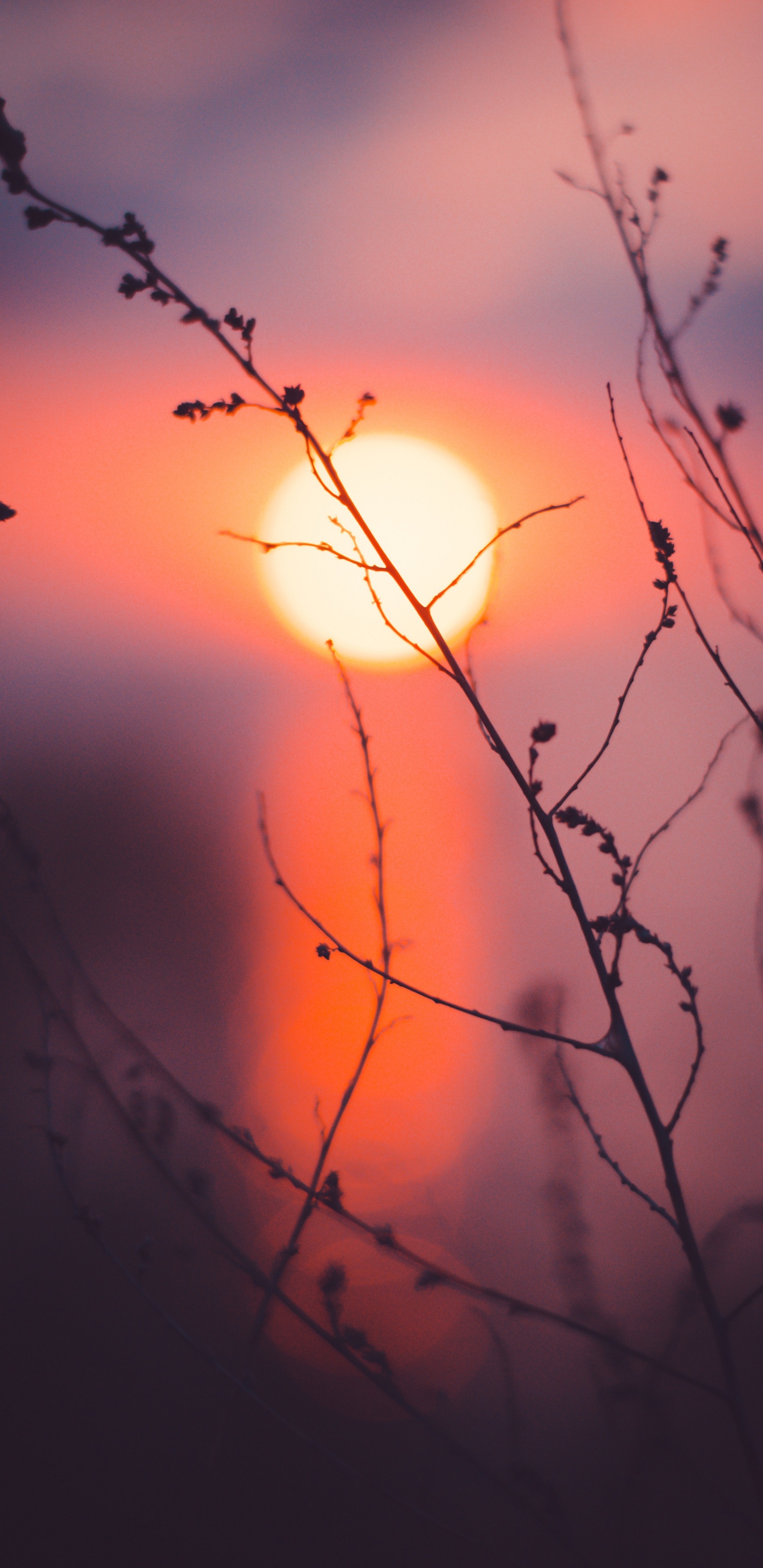 Обои ветвь, природа, красный цвет, закат, прут в разрешении 1440x2960