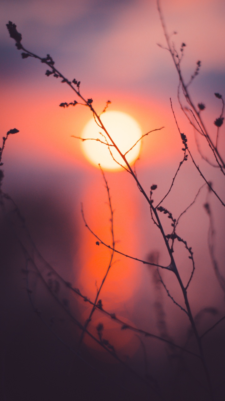 Обои ветвь, природа, красный цвет, закат, прут в разрешении 720x1280