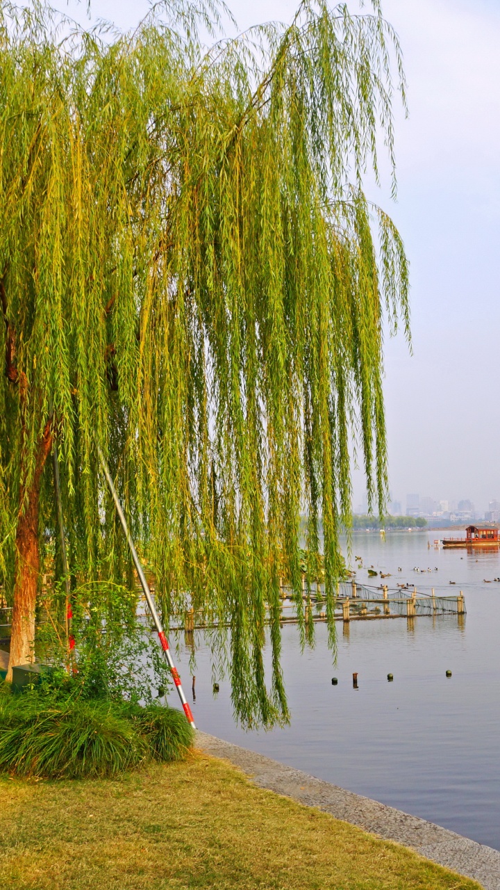 Обои ива, дерево, реки, парк, Китай в разрешении 720x1280