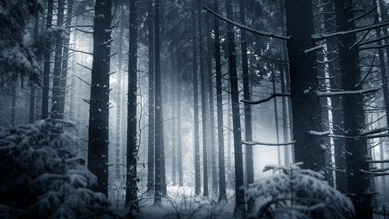 Обои лес, дерево, черный, черный и белый, зима в разрешении 1366x768