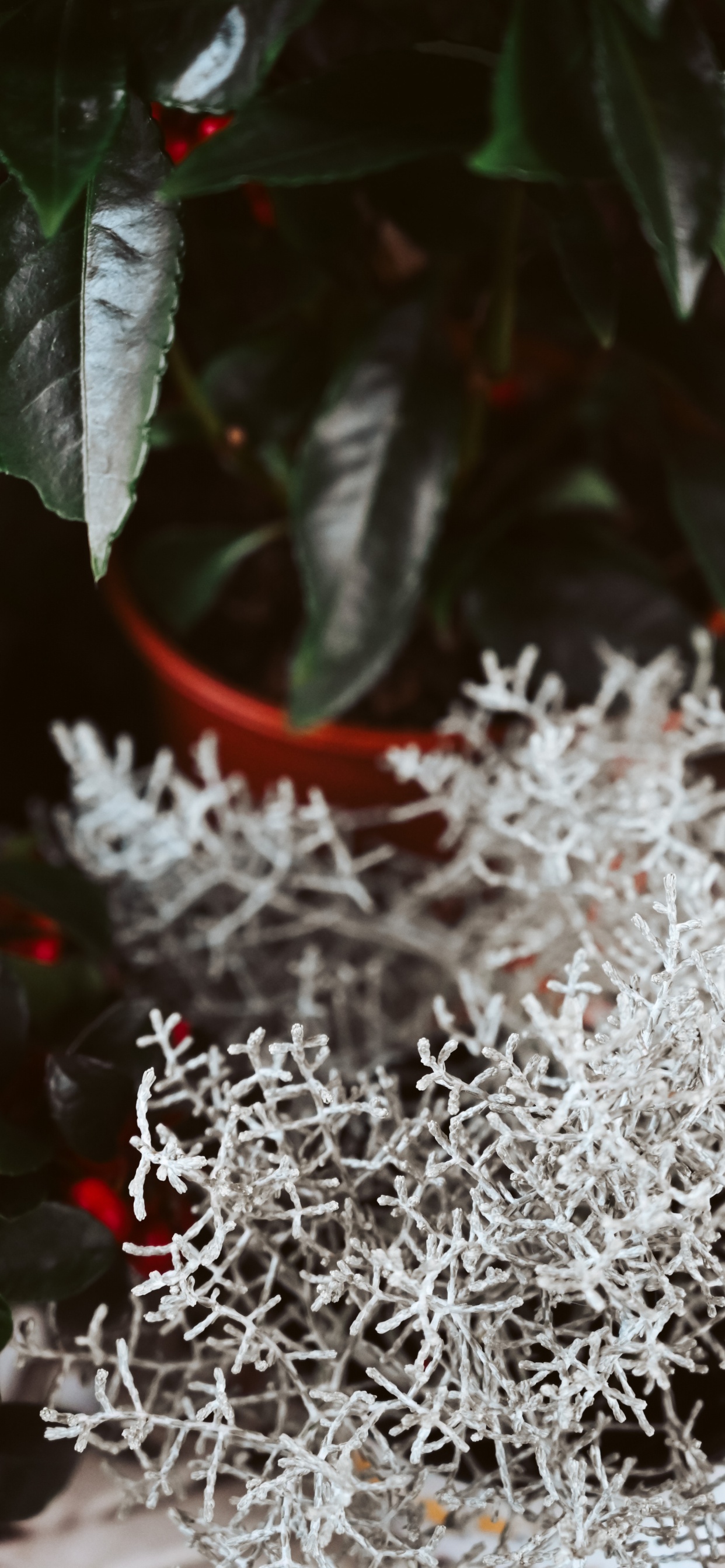 Обои прут, мелодия, apple, цветок, зима в разрешении 1242x2688