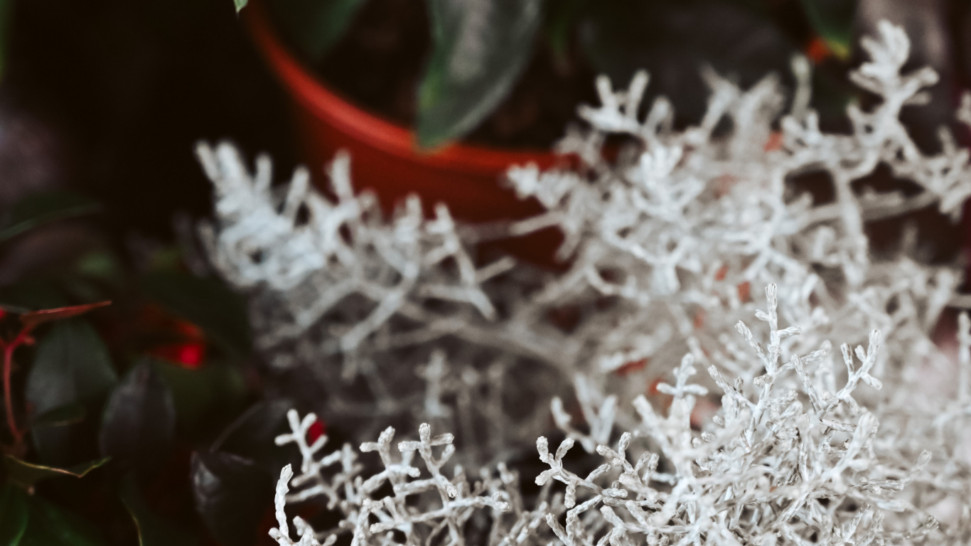 Обои прут, мелодия, apple, цветок, зима в разрешении 1366x768