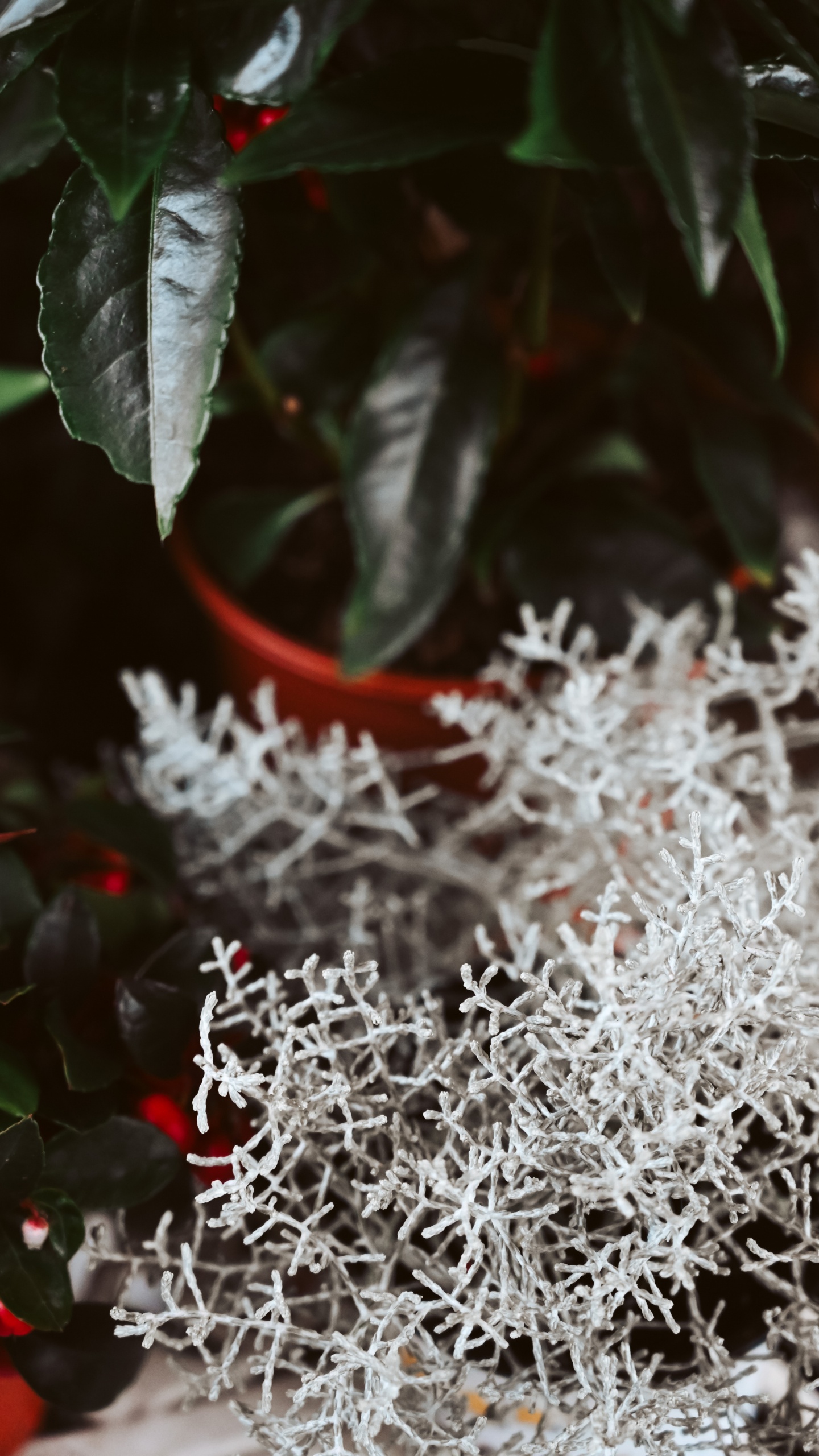 Обои прут, мелодия, apple, цветок, зима в разрешении 1440x2560