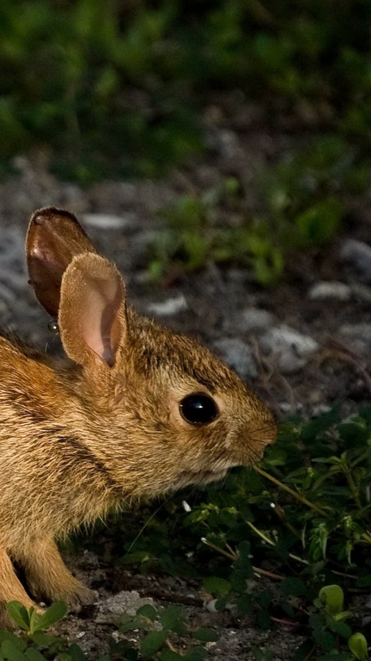 Обои заяц, живая природа, наземные животные, морда, млекопитающее в разрешении 750x1334