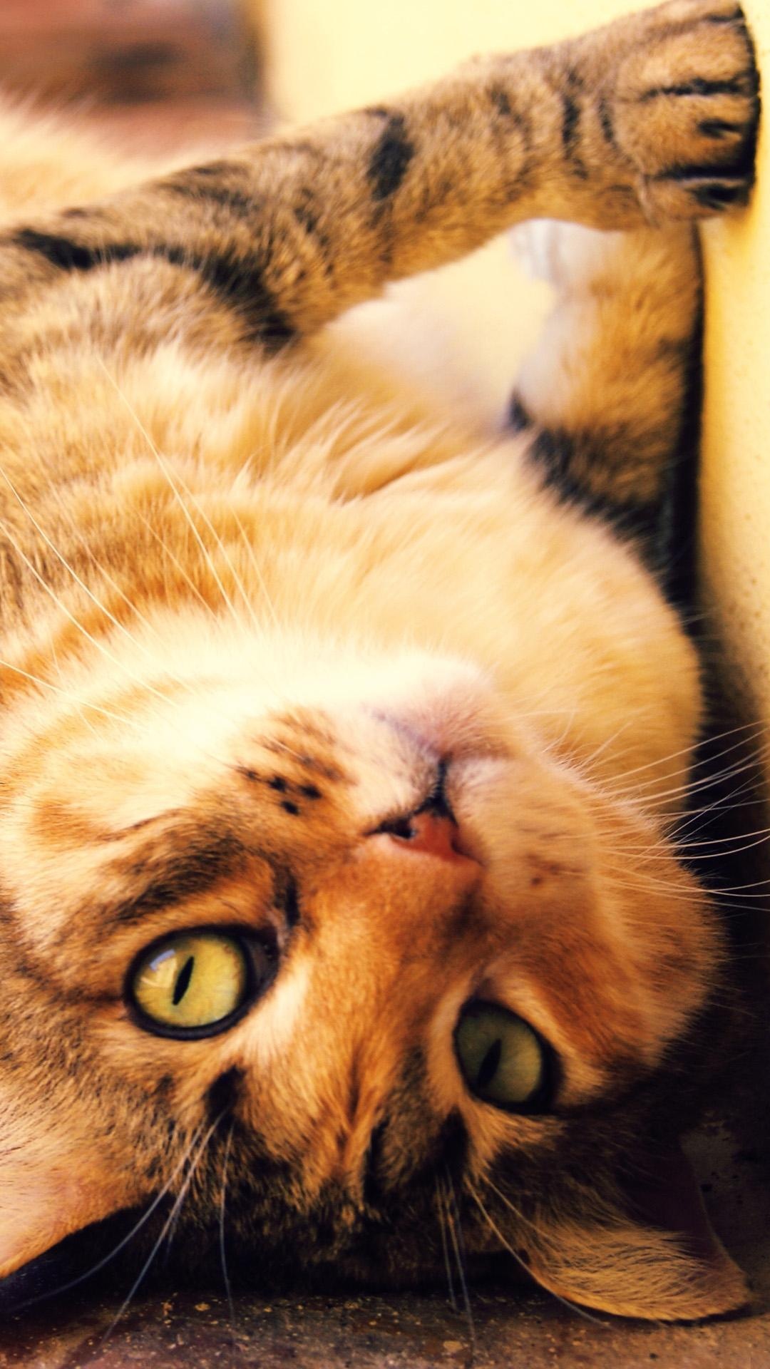 Обои полосатый кот, кот, бакенбарды, ли дракон, крупный план в разрешении 1080x1920