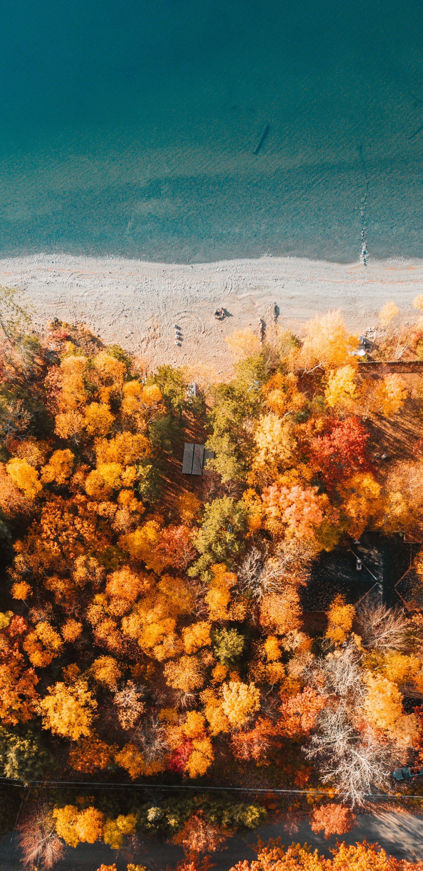 Обои дерево, природа, растительность, желтый, окружающая среда в разрешении 1440x2960