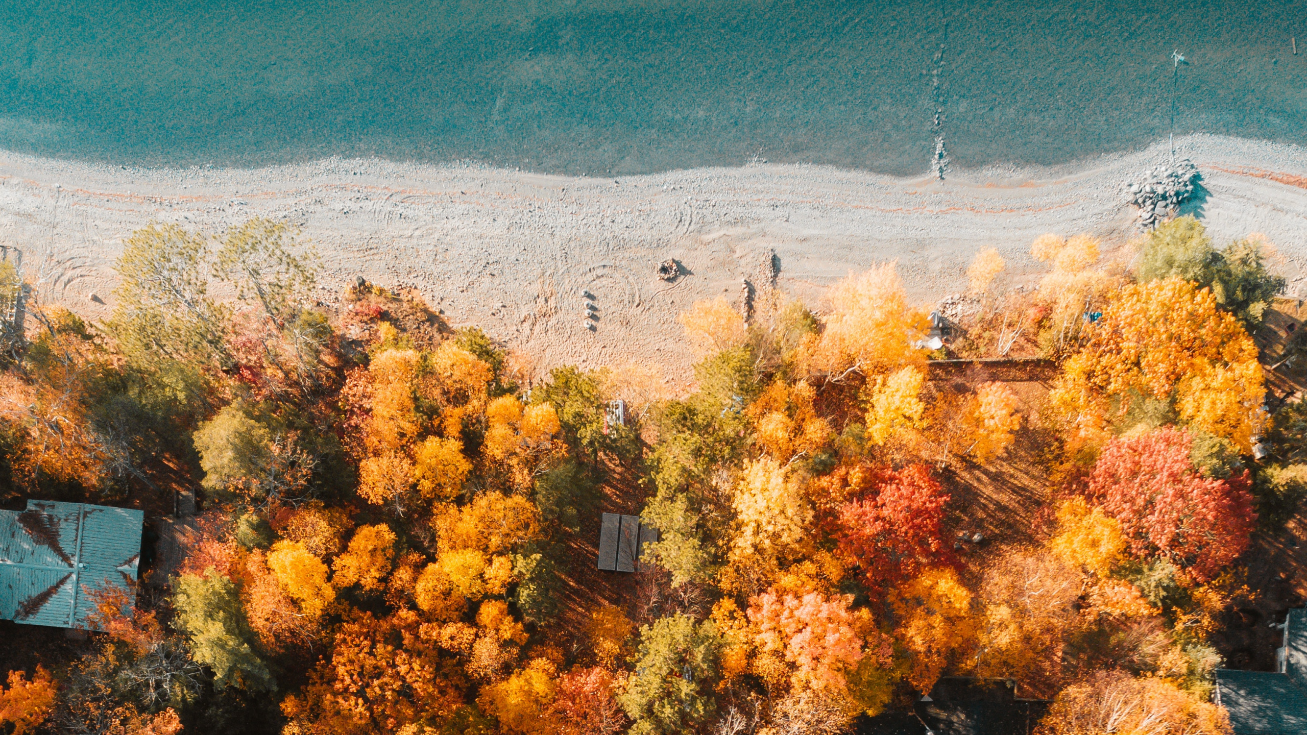 Обои дерево, природа, растительность, желтый, окружающая среда в разрешении 2560x1440