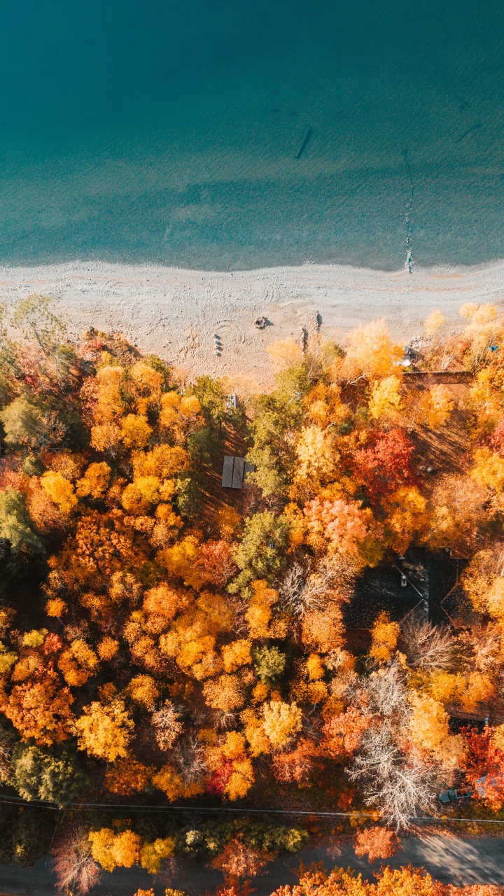 Обои дерево, природа, растительность, желтый, окружающая среда в разрешении 720x1280